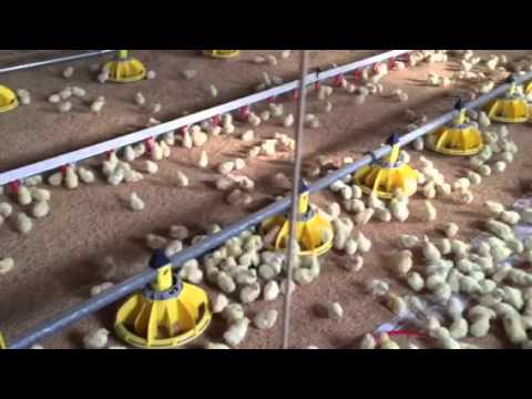 download lagu mp3 mp4 Comeo, download lagu Comeo gratis, unduh video klip Comeo