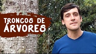 ASPECTO DO TRONCO DAS ÁRVORES - IDENTIFICAÇÃO DE PLANTAS
