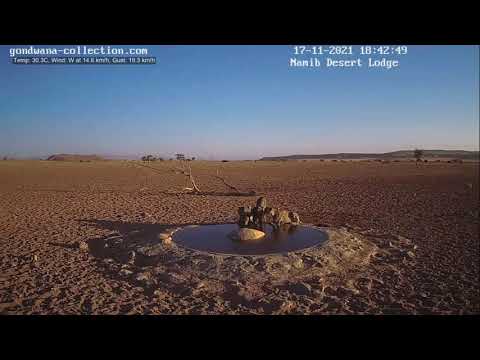 NamibiaCam: The 3 Cheetahs arriving late afternoon - 17 November 2021