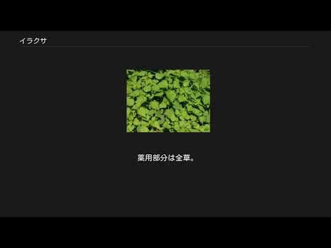 インドイラクサ 植物