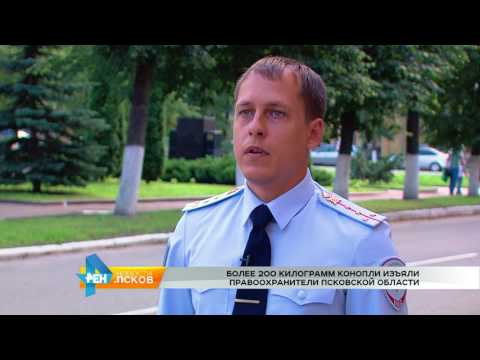 Новости Псков 09.08.2017 # Более 200 килорамм конопли изьяли правоохранители Псковской области