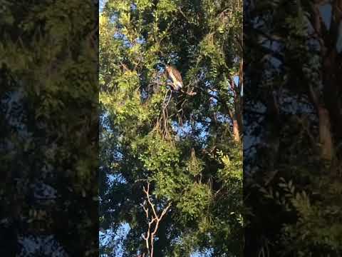 ベイビークーパーホーク