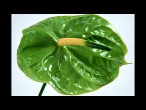 Miris Dunja - Sako Polumenta