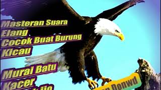 Download lagu MASTERAN SUARA ELANG JERNIH!!BIKIN LAWAN DROP//DOWN mp3