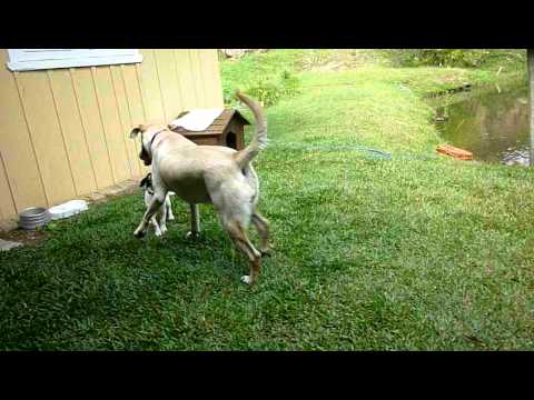 Bali e Tutti no sítio Piscke