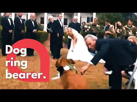 A dog was a ring bearer at a wedding - but couldn't resist cuddles on her way down the aisle! | SWNS