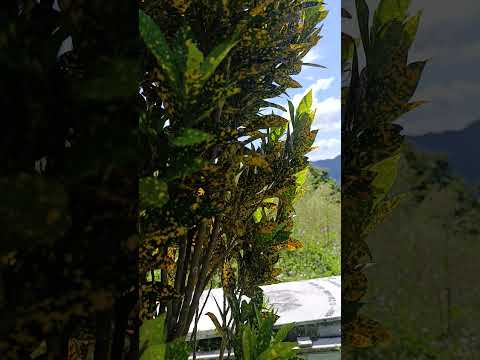 Cementerio de el Peñón Cundinamarca (Colombia)