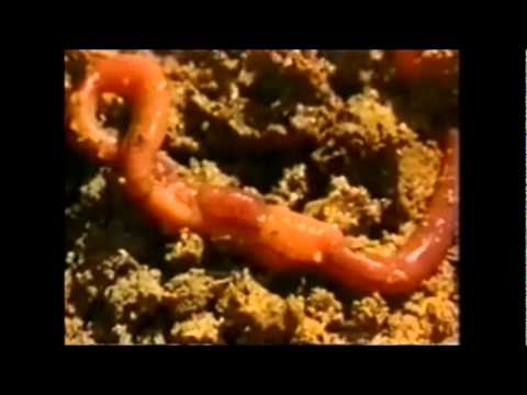 Diversity of Living Things: Annelida