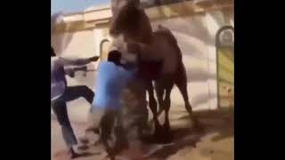 Camel attack 😁😁 - shot on iPhone 6 meme Must