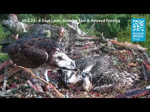 Feeding Tactics on the Nest - (Loch of the Lowes Osprey Webcam 2023)