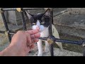 Cute Stray Tuxedo Cat Waving My Hand Wants Food