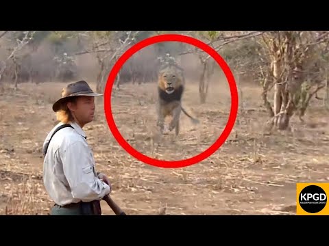 Lion Charge Tourists on Walking Safari in Kruger National Park.