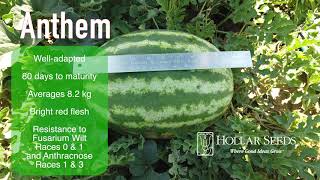 Anthem Type Watermelon