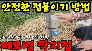 페트병으로 안전한 접붙이기 기술 a safe way of grafting