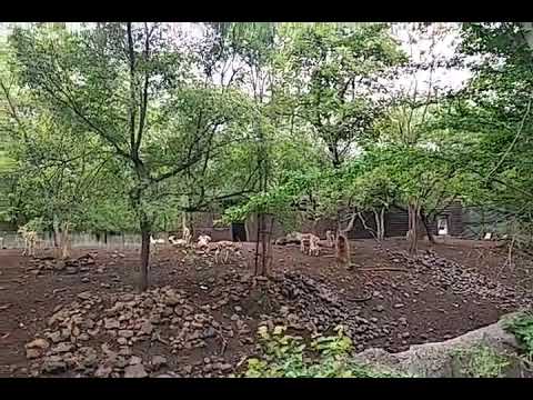 pencil sketch by Jigisha #animals #zoo #childhood #cat #cats #catvideos