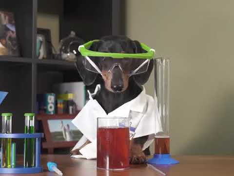 Funny Chemistry Dog!