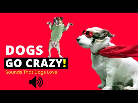 Dogs Go CRAZY (Sounds That Dogs Love To Hear)🐶