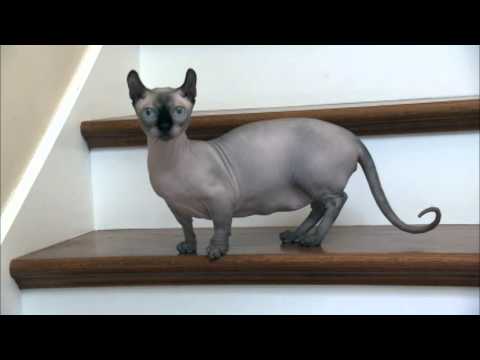 Cats 101 Animal Planet HD- Dwelf  ** High Quality**