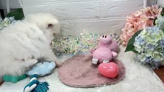 ポメラニアンの動画01