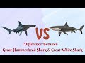 Great Hammerhead Shark Vs Great White Shark...Who is more aggressive?