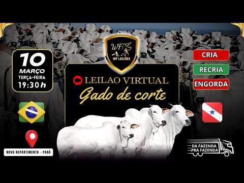 LEILÃO VIRTUAL GADO DE CORTE - NOVO REPARTIMENTO / PARÁ