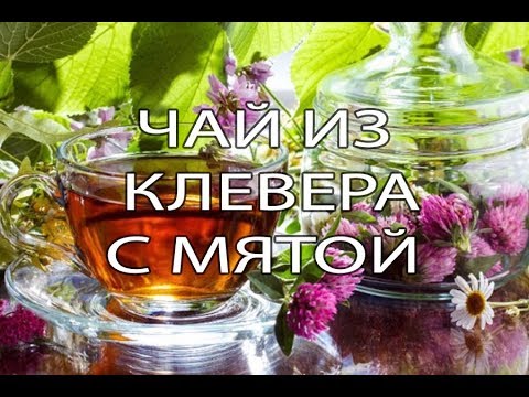 Чай из клевера с мятой||Рецепт
