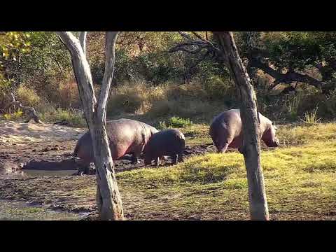 Djuma: Three Hippos come out of the dam - 08:29 - 07/04/21
