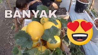 Download lagu panen melon hydroponic di kebun mp3