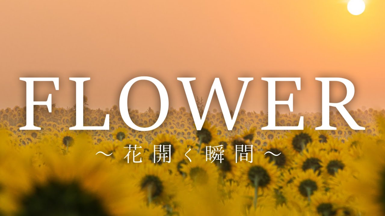 FreRic feat.狛茉璃奈 / FLOWER～花開く瞬間～【魔王魂カバーMV】