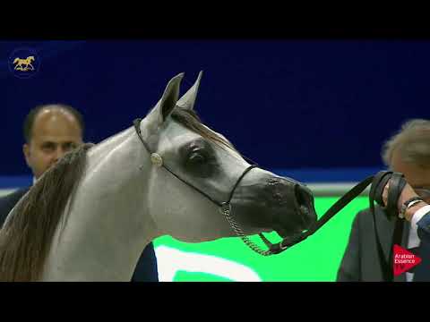 N 132 D MASHJI   Dubai 2019   Colts in 2 years old Class 10