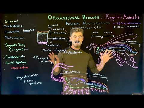 Phylum Arthropoda: Introduction