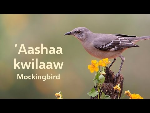 Bird Names in 'Iipay Aa, Mesa Grande Kumeyaay