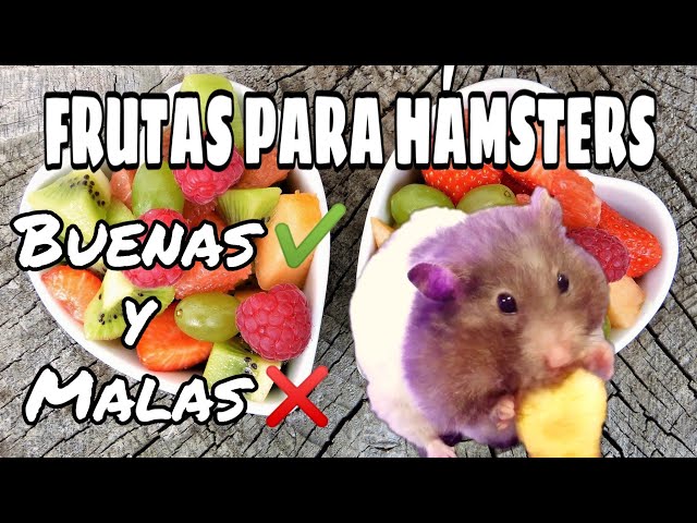 Vídeo relacionado con Hamster Premium Plus 750g - Alimento con Verduras, Frutas y Hierbas para hámsters