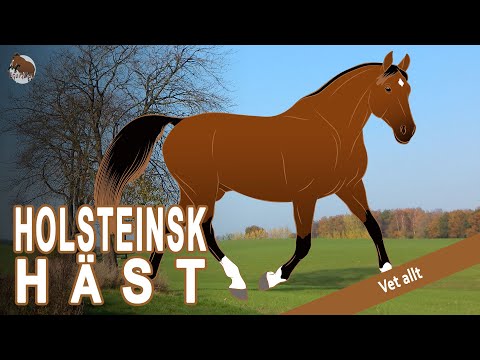 , title : 'Den bästa hästen för event i Tyskland - Holsteinsk Häst - Hästraser'