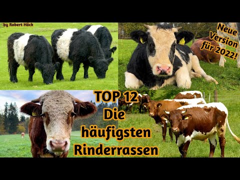 , title : 'KUH DOKU Die 12 häufigsten Rinderrassen: Angus, Holstein, Fleckvieh, Jersey, Braunvieh, Galloway usw'