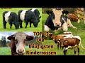 German Documentary TOP 12 Most Important Cattle Breeds In Europe From Angus To Holstein Friesians