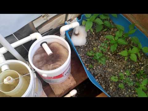 GREEN FISH Aquaponics - Filtration System