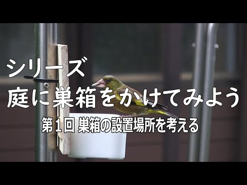 鳥を引き寄せるために巣箱に何を置くべきですか？羽のある鳥にとって最高の環境を作り出すための詳細なガイド!  庭園
