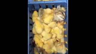 Cats and chicks