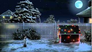 Funny Dog Videos: Cute dog is waiting for santa merry christmas.