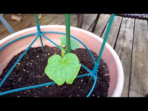 Grow Cucumbers in Containers