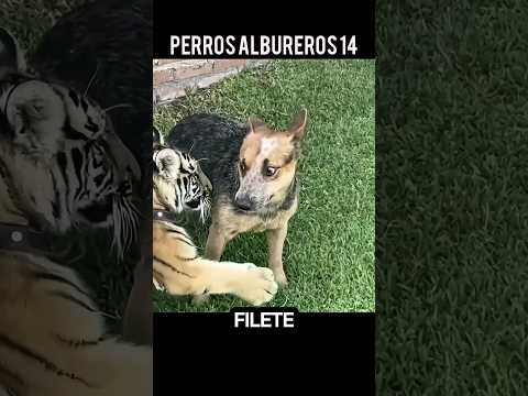 perros albureros 14 doblaje #animales #perros #humor