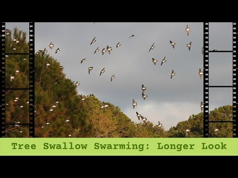 Tree Swallows Long Film