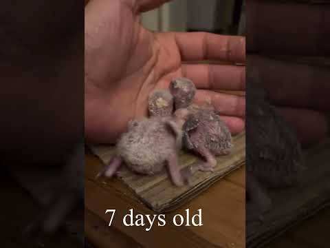 Hany Nagy - Love birds from 2 days to24 days يومين#hand_feeding_love_birds #birds_wild_life