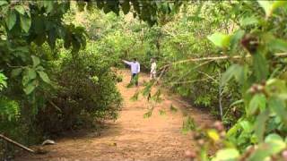 Trabajando para los bosques