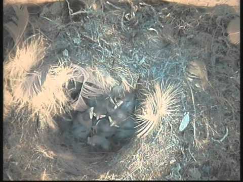 2011-05-01 Meisen Nistkasten Kamera 08:00