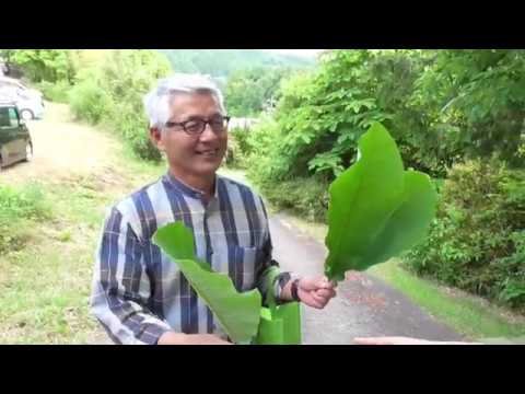 保育科 草花遊び