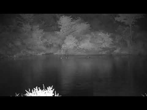 Djuma: Three Hippos arrive- 20:35 - 05/08/2023