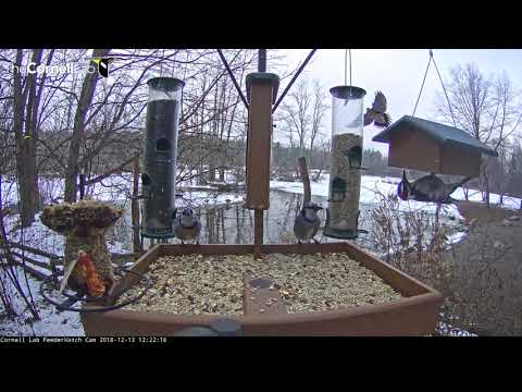 Colorful Feeder Birds Visit Cornell Lab FeederWatch Cam – Dec. 13, 2018