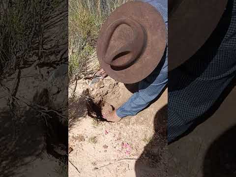 #cosechando #fruto de la #leña #curahuara de #carangas #oruro 